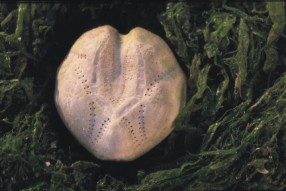 Echinocardium cordatum Picture: M. Decleer